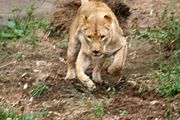 180px-Hunting_liones.jpg