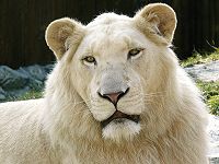 200px-White_Lion.jpg