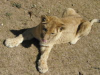 200px-Lion_cub.jpg