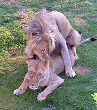 200px-Lion_pair2.jpg