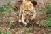 180px-Hunting_liones.jpg
