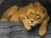 300px-Lioness_updated.jpg